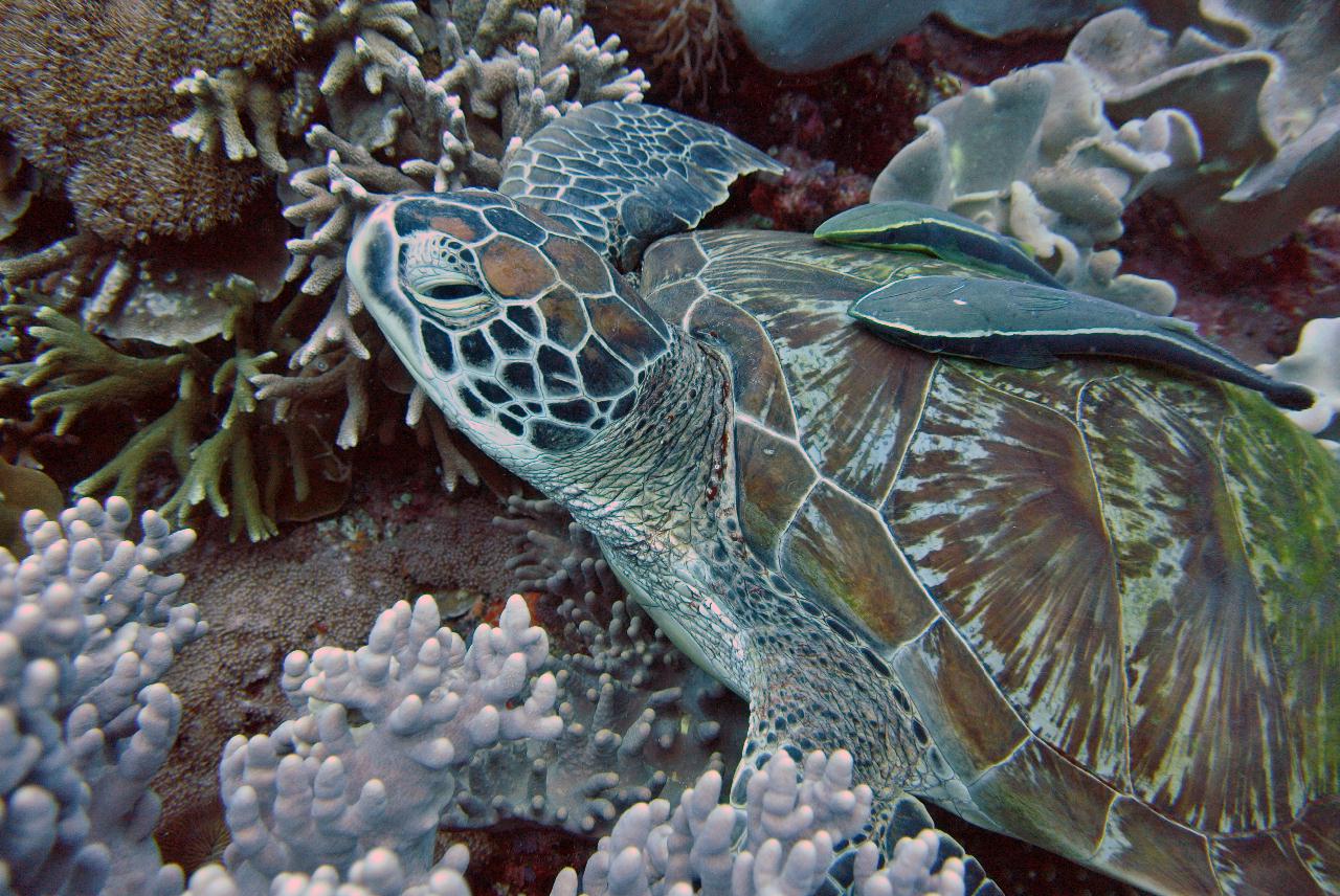 두마게티 스쿠버 다이빙 둘째날