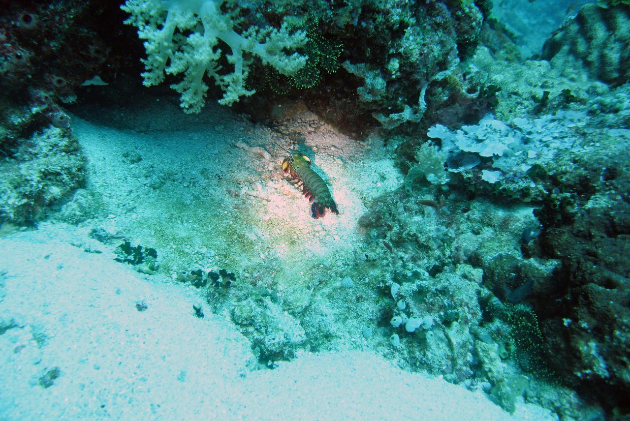 두마게티 스쿠버다이빙 셋쨋날