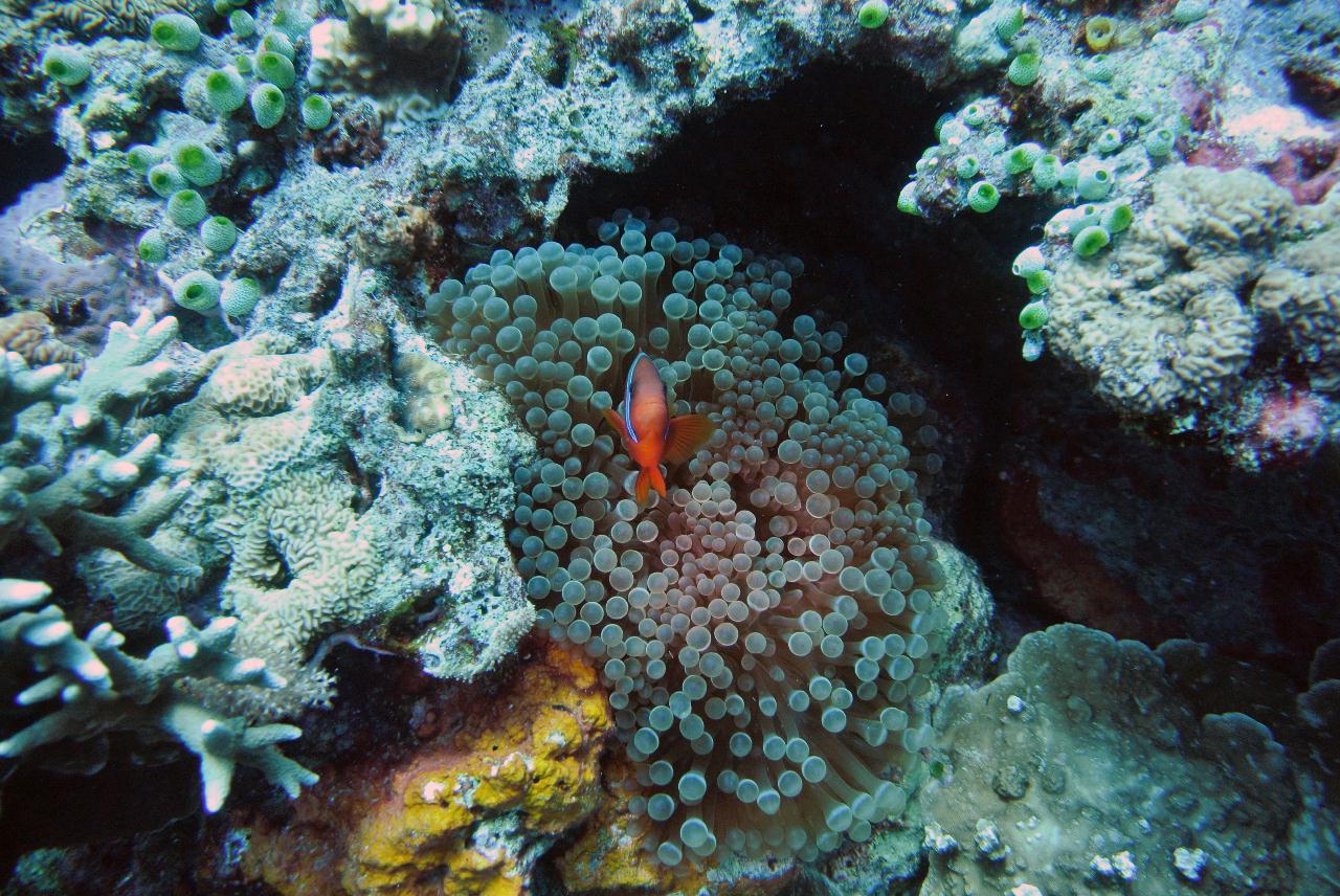 두마게티 스쿠버 다이빙 셋쨋날 3