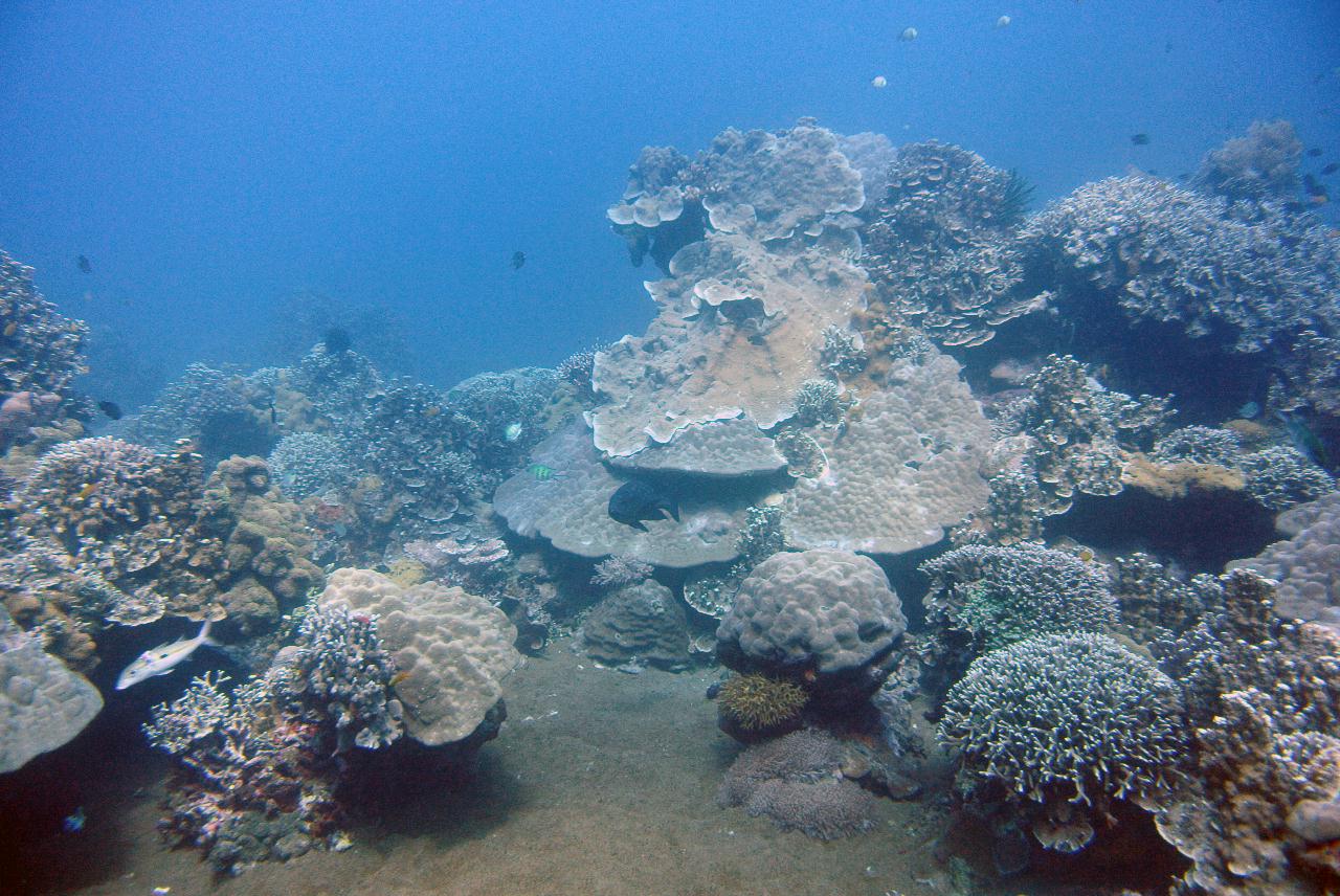 두마게티 스쿠버 다이빙 셋쨋날 3