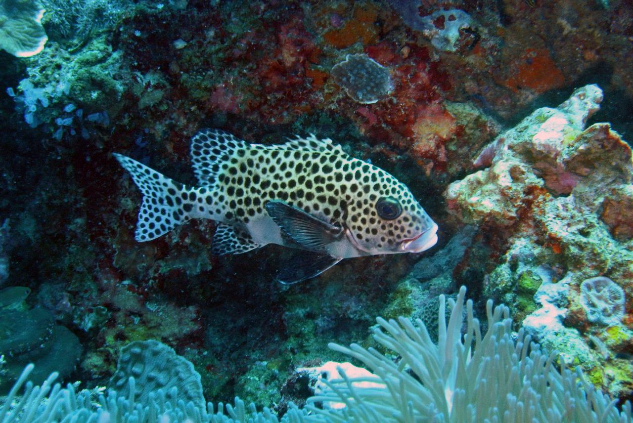 두마게티 스쿠버 다이빙 셋쨋날 3