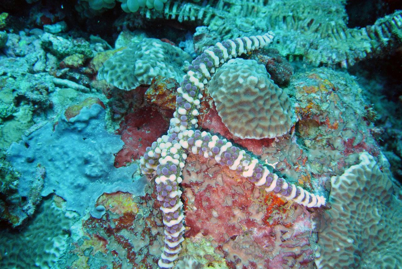 두마게티 스쿠버 다이빙 셋쨋날 3