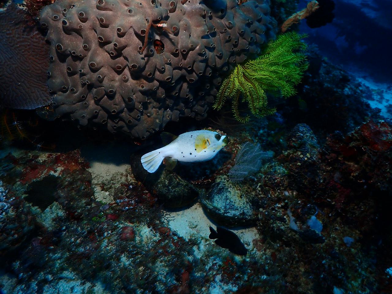 조류 무서워서 동쪽포인트 마야요로 고고