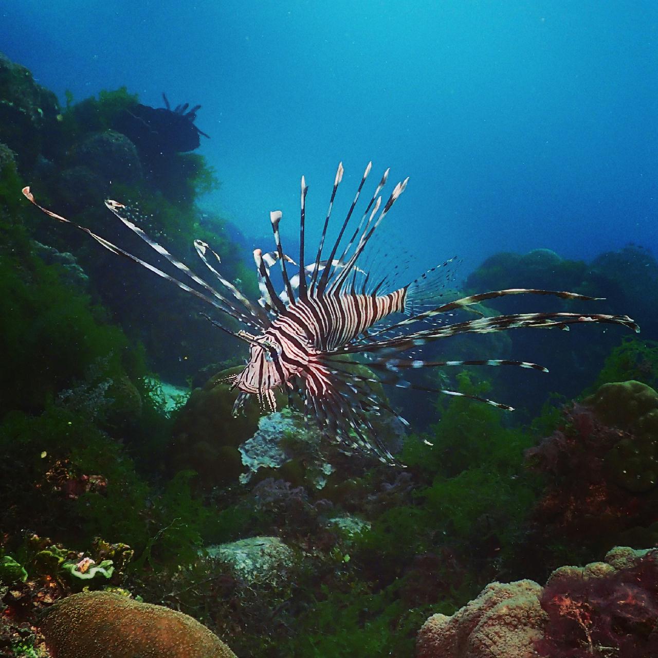 라이언피쉬 괜찮은거 한장 건진듯, 근데 카메라 플래시가...
