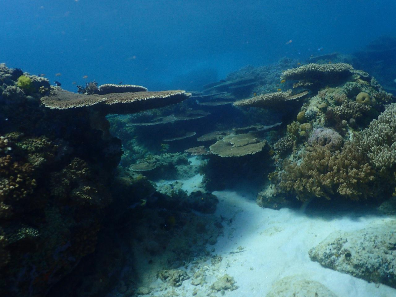 맘사에 맘사(잭피쉬)는 없었지만 산호가 아름다운 포인트