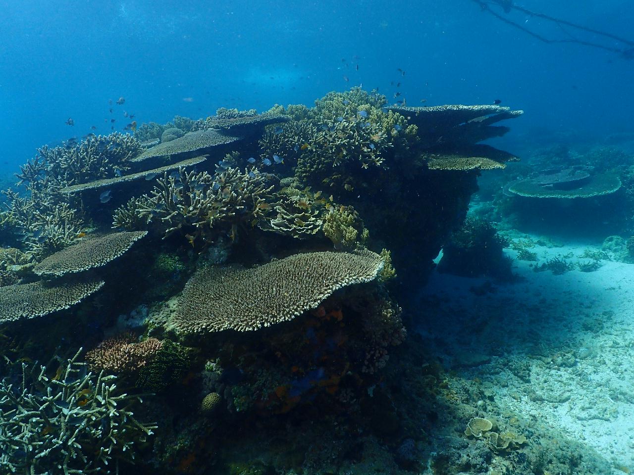 맘사에 맘사(잭피쉬)는 없었지만 산호가 아름다운 포인트