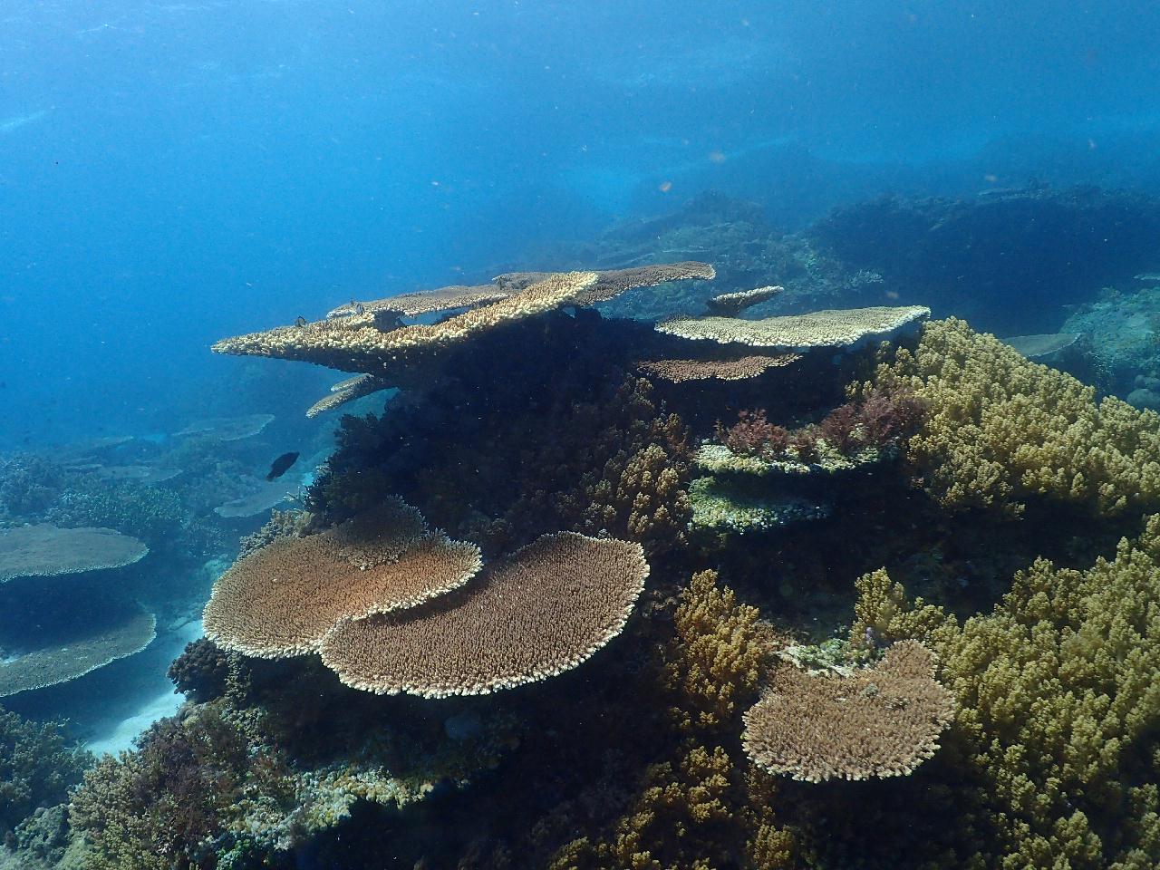 맘사에 맘사(잭피쉬)는 없었지만 산호가 아름다운 포인트