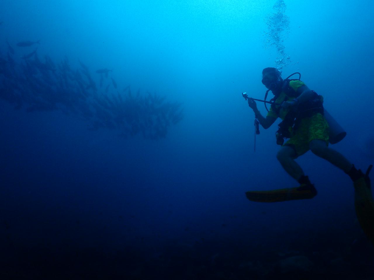 조류, 그리고 잭피쉬