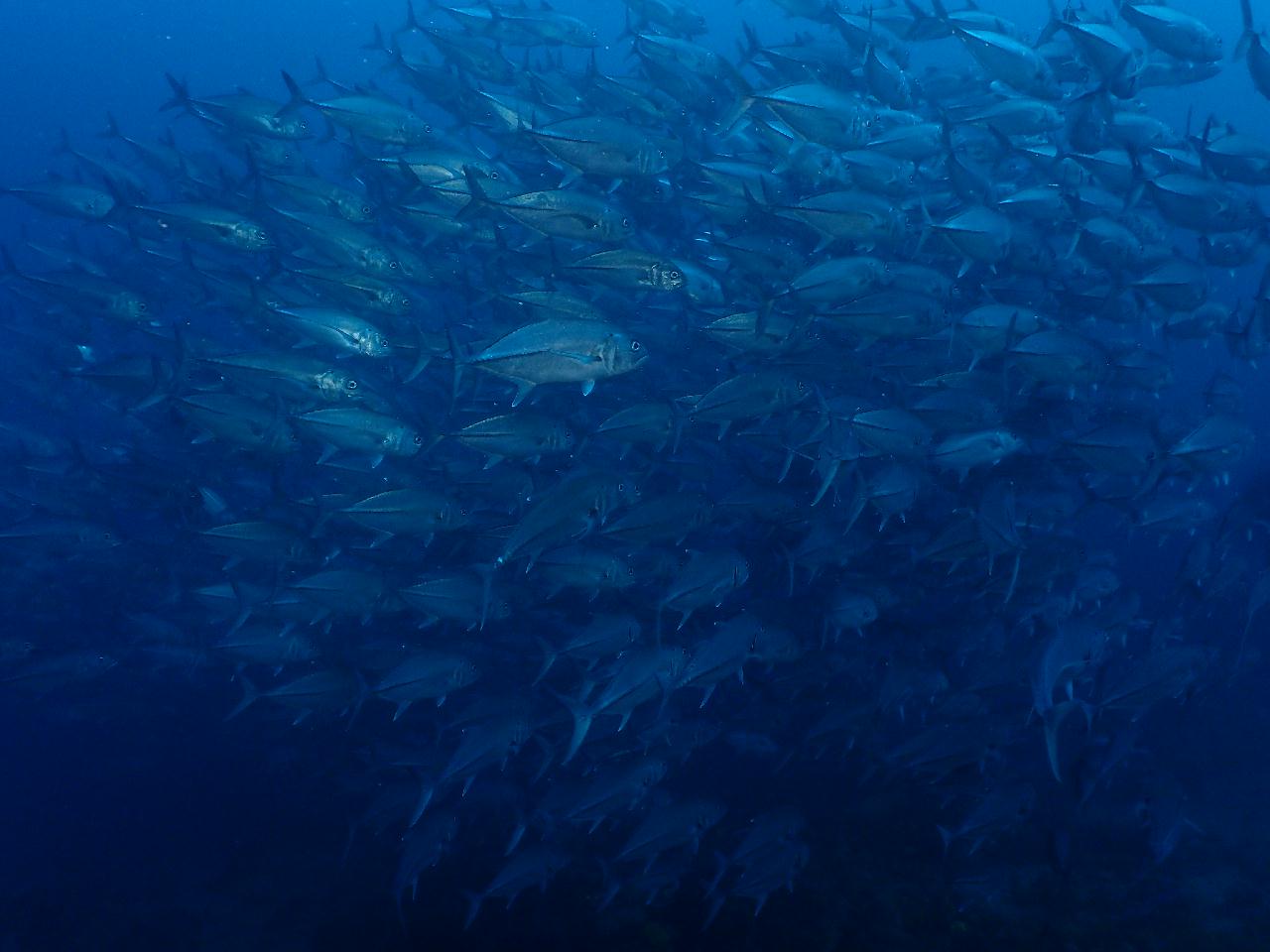 조류, 그리고 잭피쉬