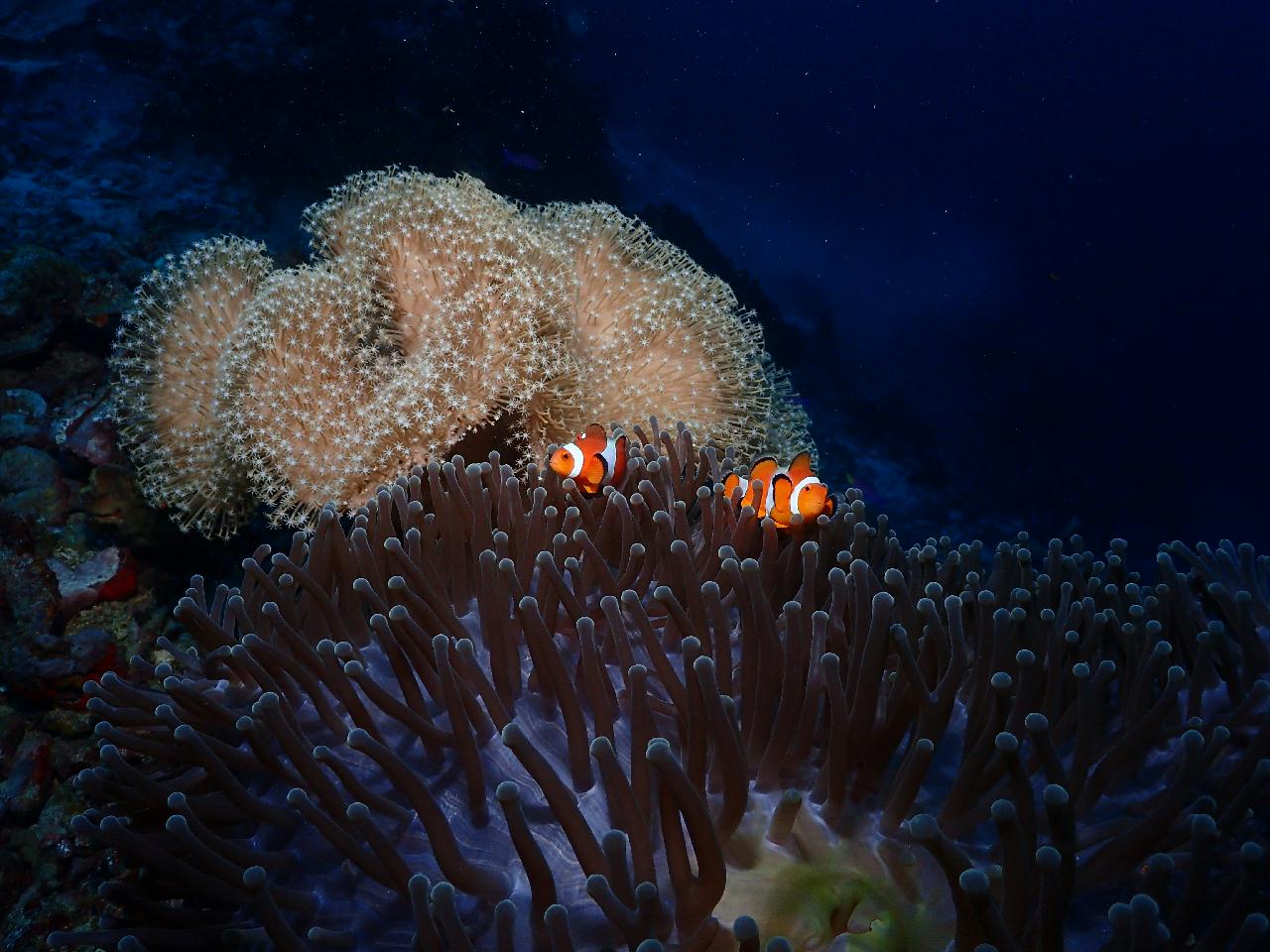 조류없는 편안한 다이빙, 그리고 마지막 다이빙