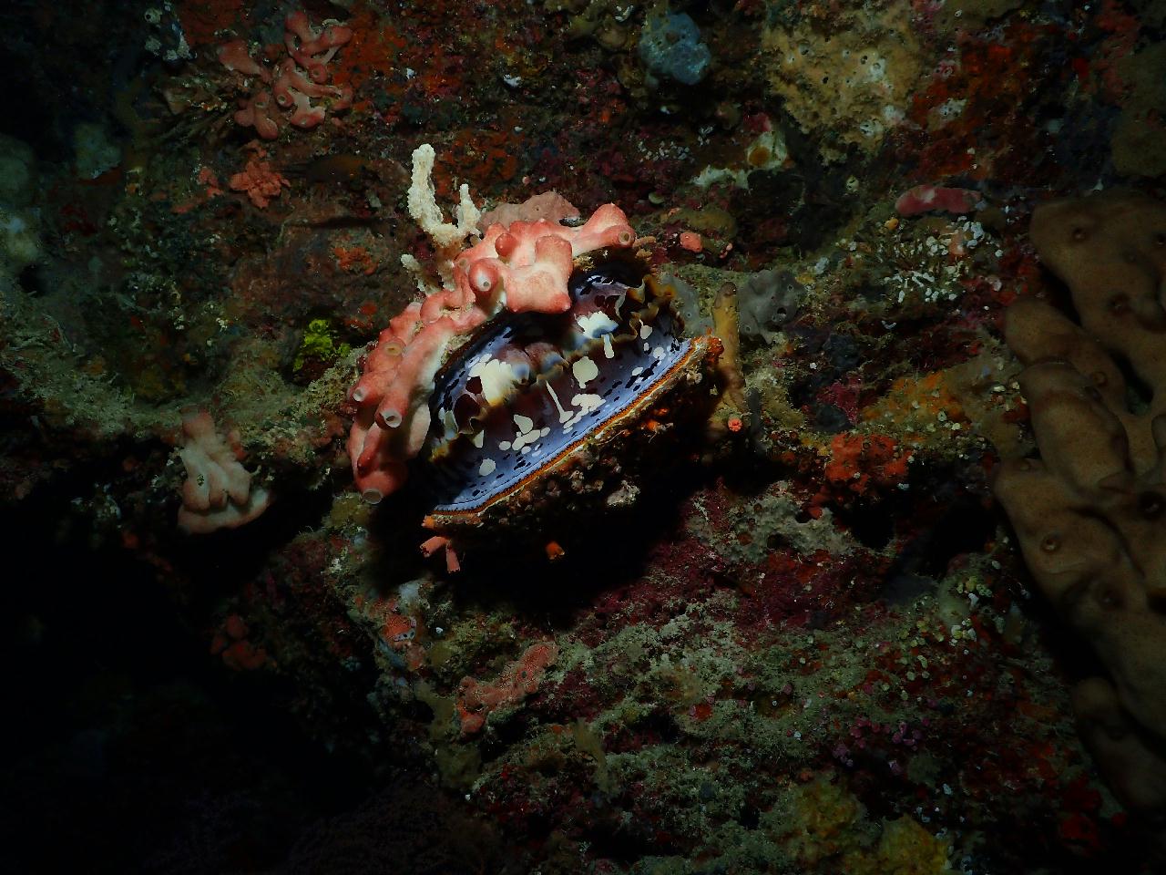 조류없는 편안한 다이빙, 그리고 마지막 다이빙