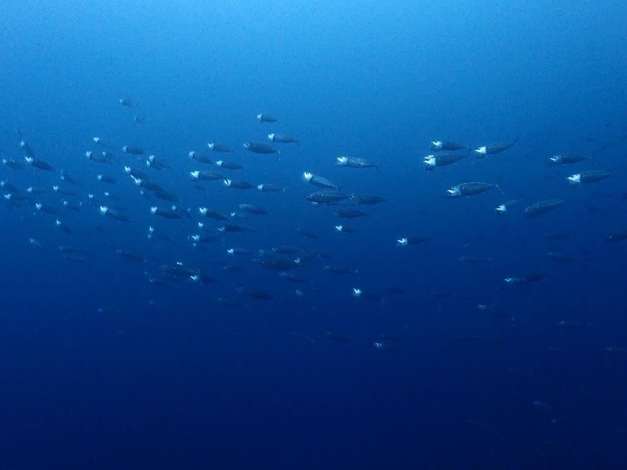 조류없는 편안한 다이빙, 그리고 마지막 다이빙