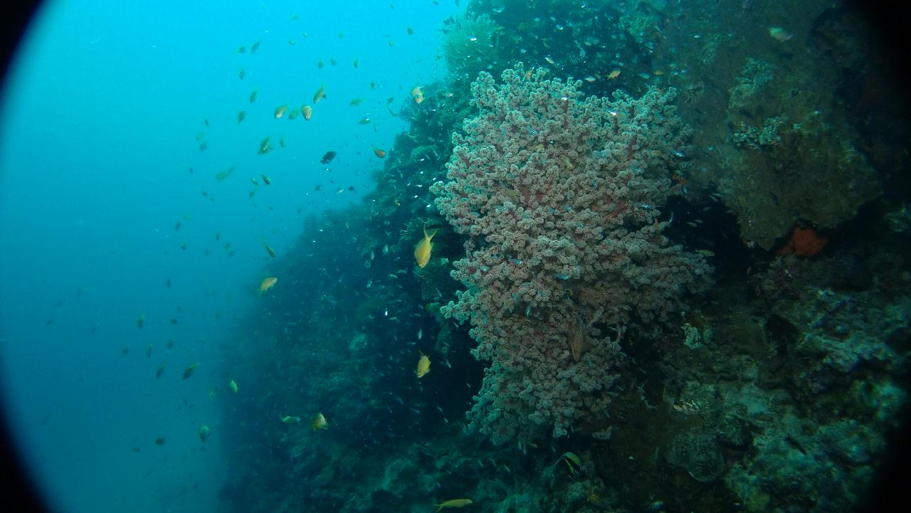 2018.02.02 Bohol#1-1