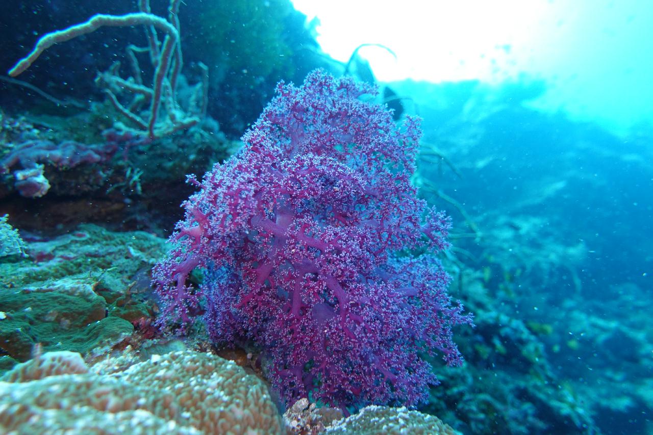 세부 보홀 - 팡라오-Doljo