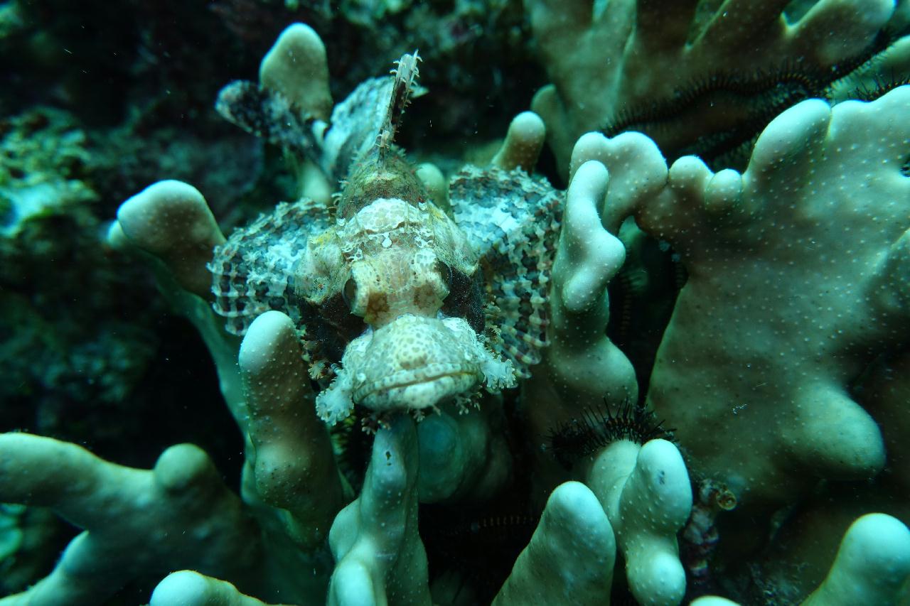 세부 보홀 - 팡라오-Doljo