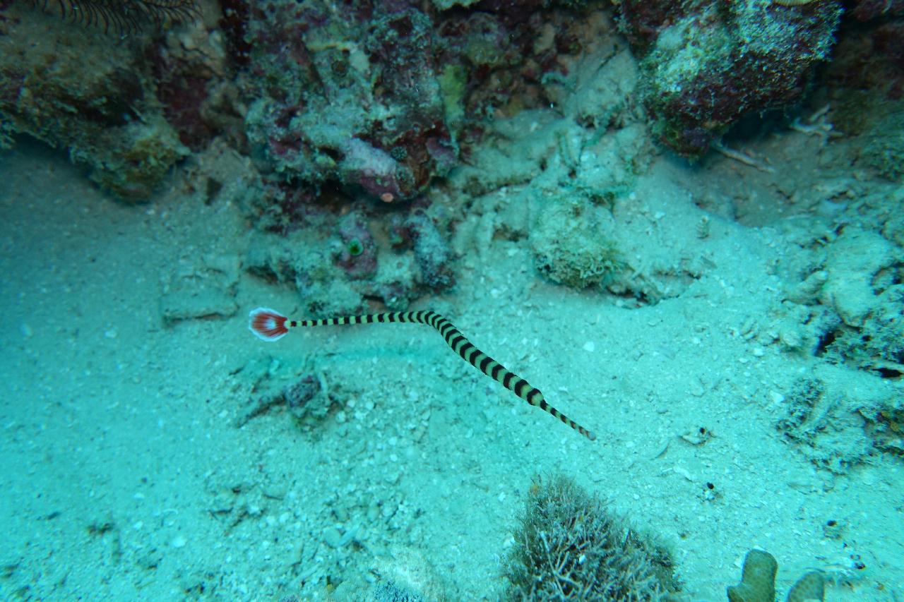 세부 보홀 - 아로나비치 갈리파야