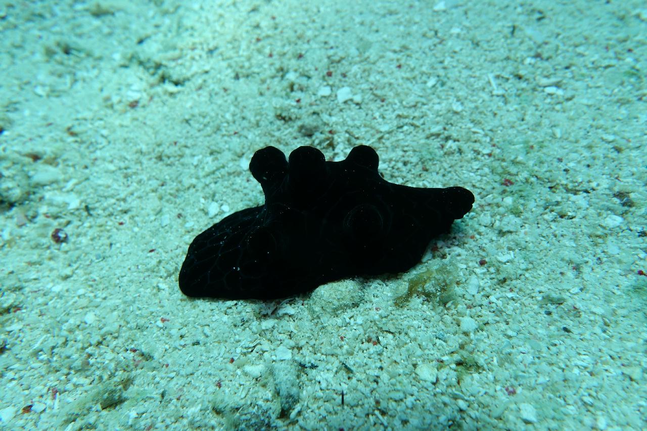 세부 보홀 - 발리카삭 까떼뜨랄