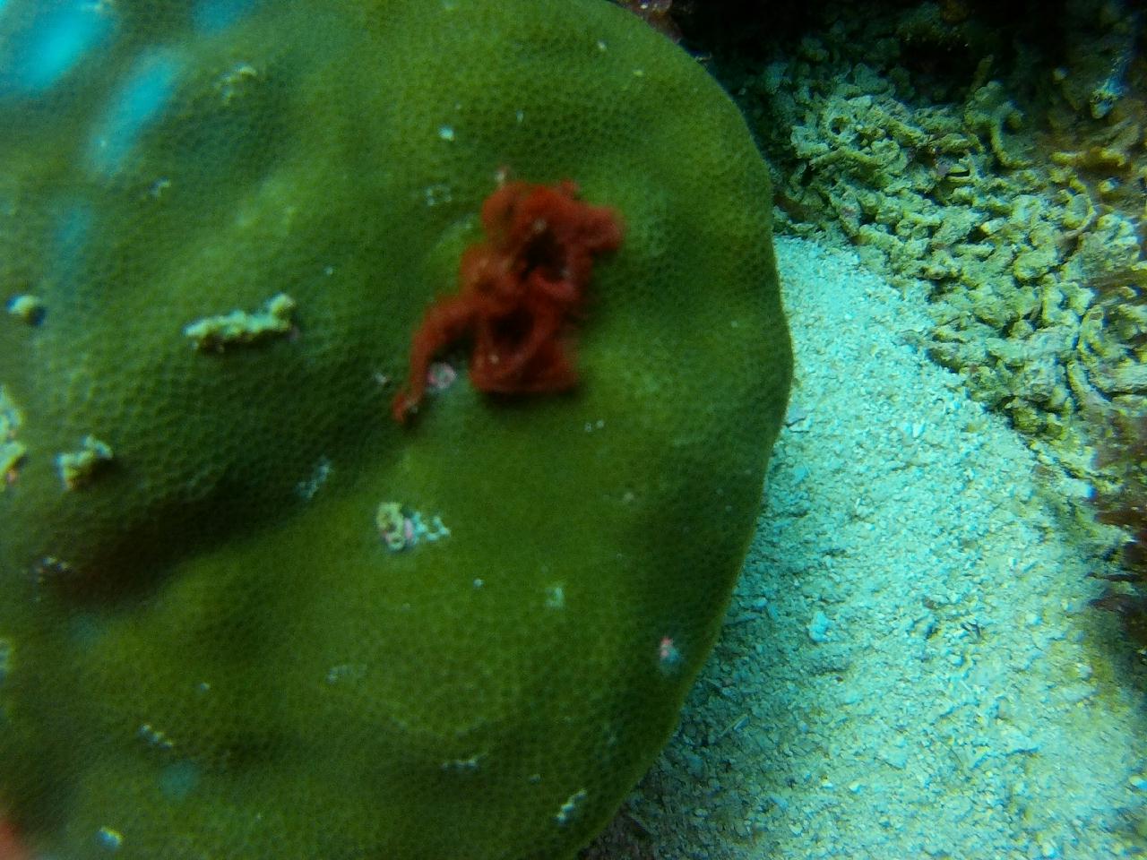 세부 막탄 - 마린스테이션