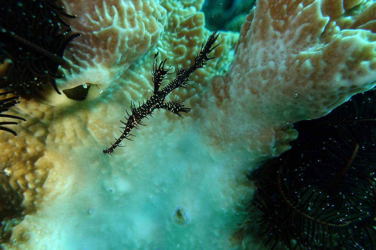 세부 보홀 - 아로나비치 갈리파야