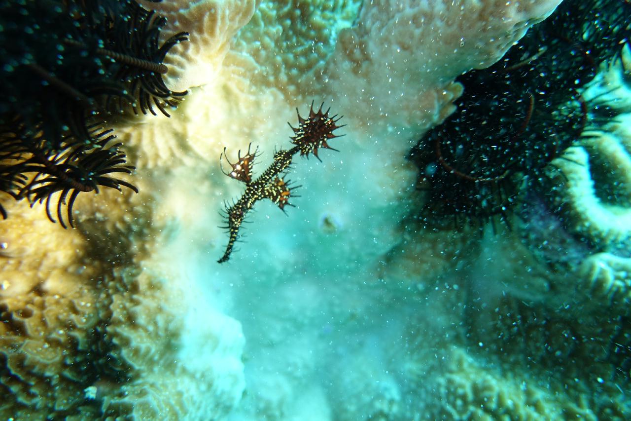 세부 보홀 - 아로나비치 갈리파야