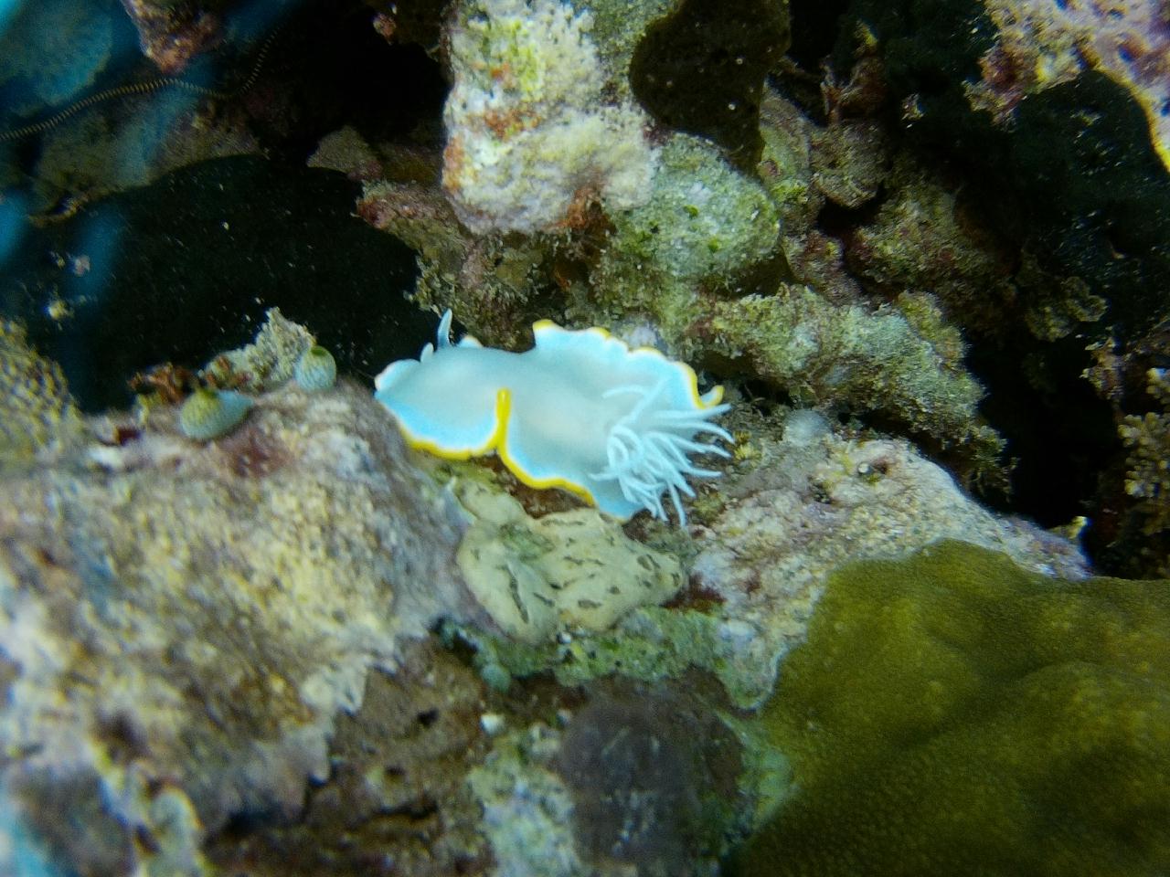 세부 막탄 - 티키티키