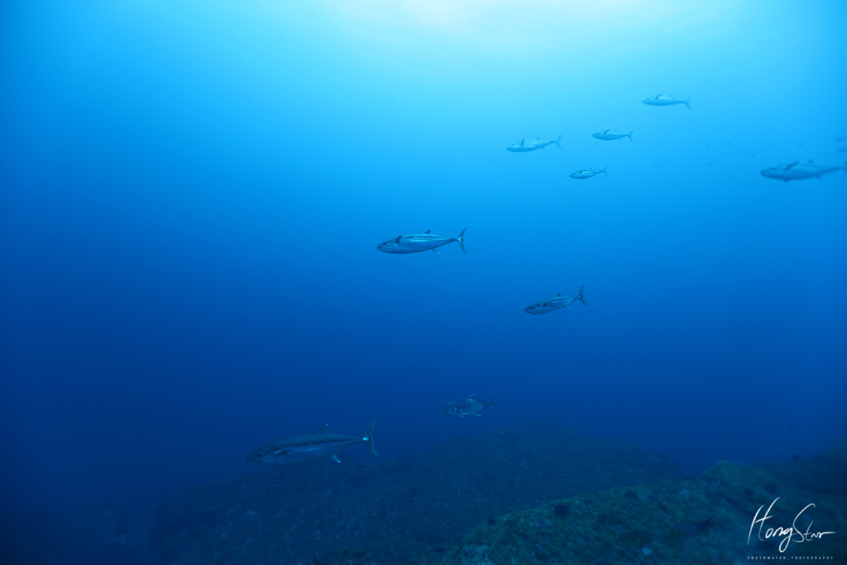 요나구니 - 이리자키