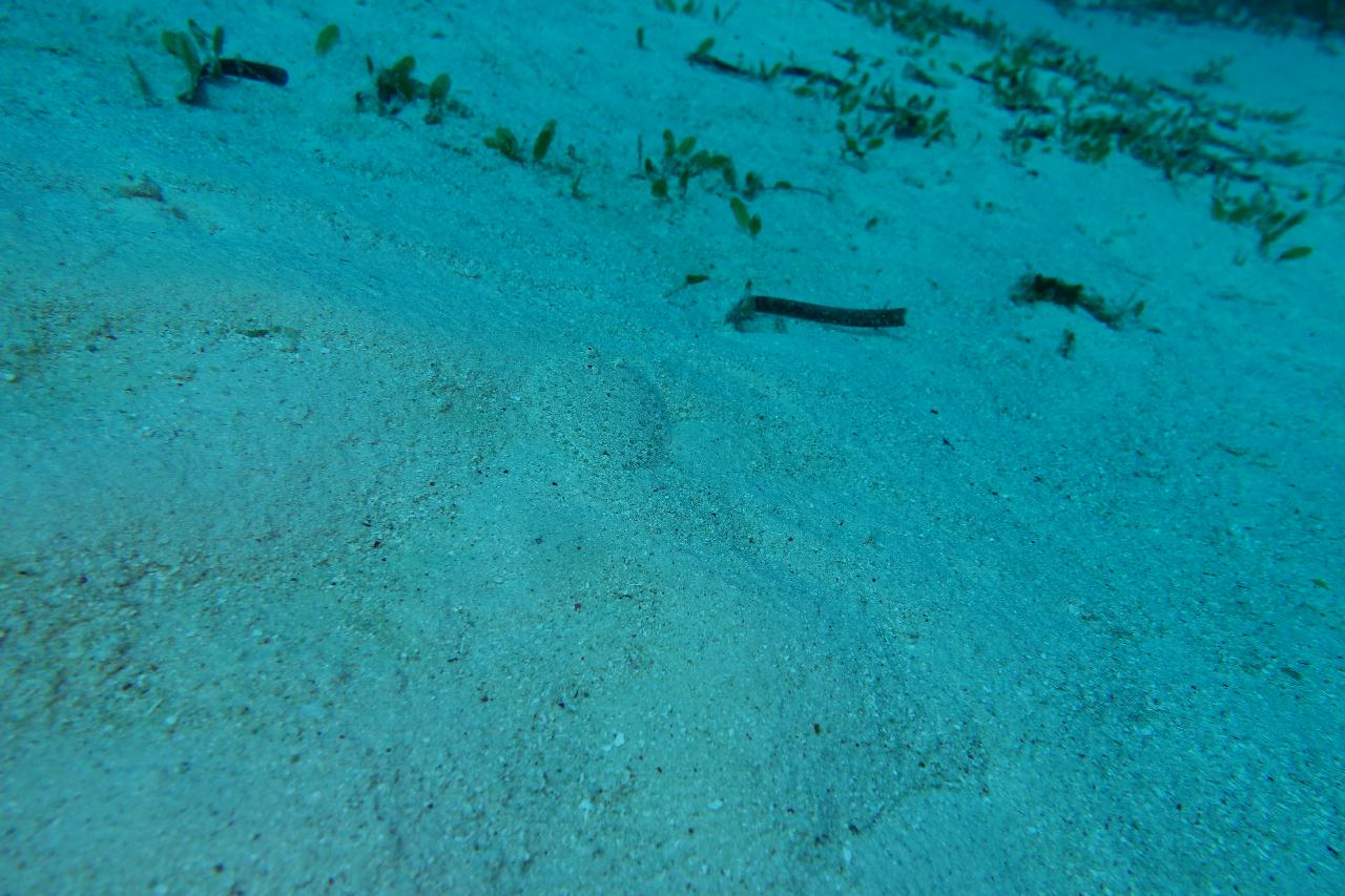 세부 보홀 - 아로나비치 갈리파야