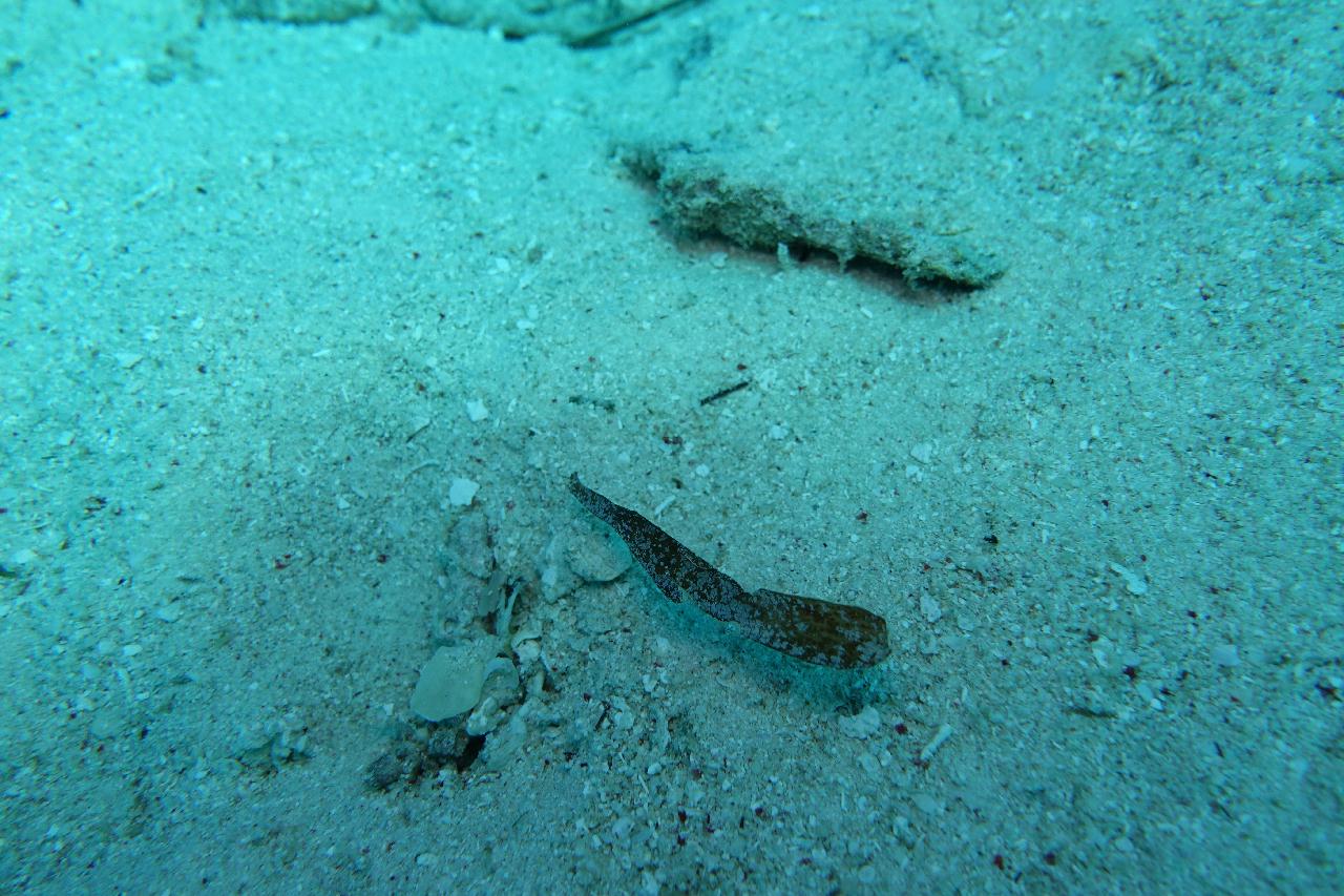 세부 보홀 - 아로나비치 갈리파야