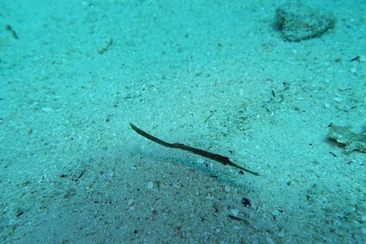 세부 보홀 - 아로나비치 갈리파야