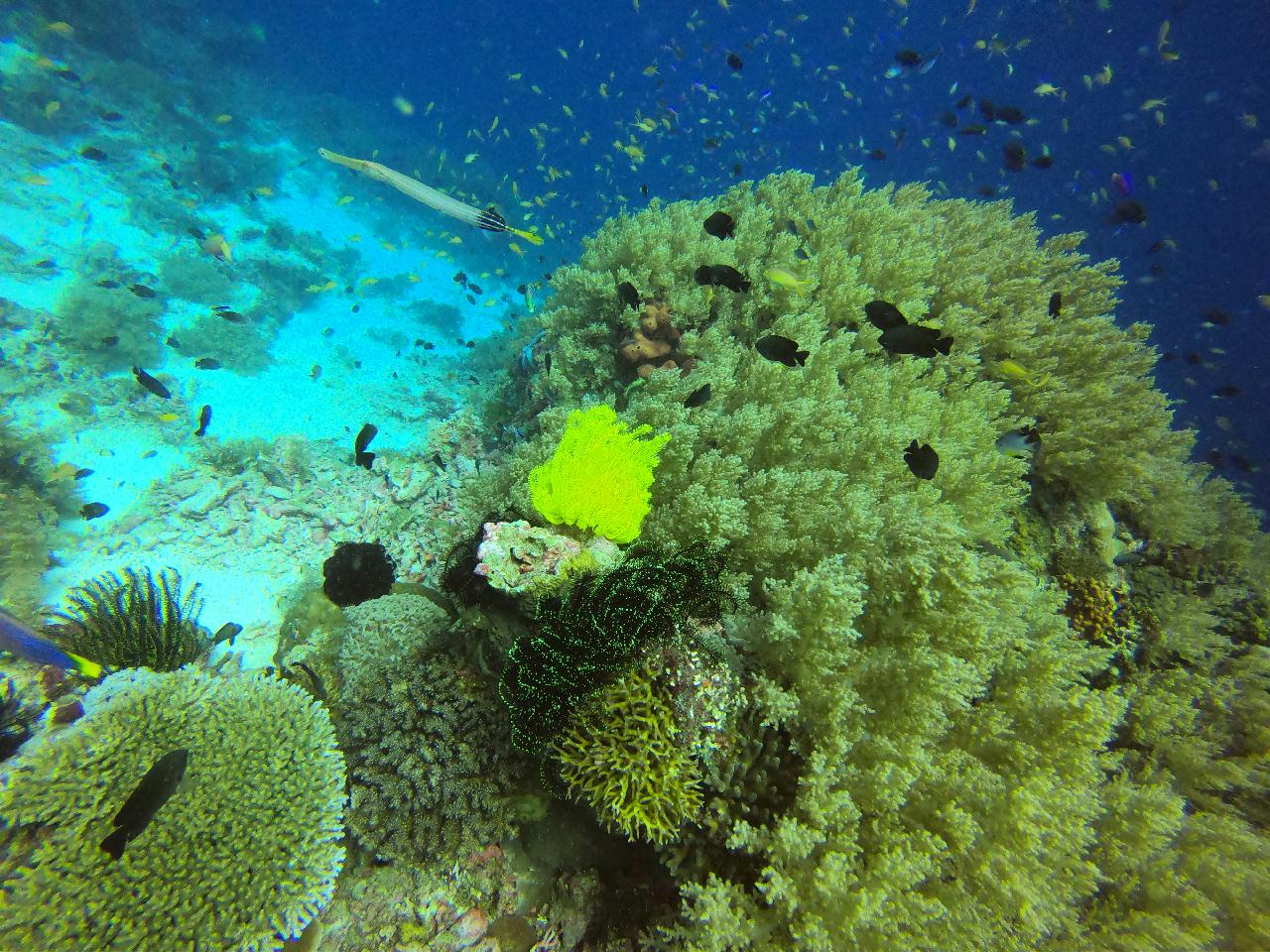 발리카샥, 산호,거북