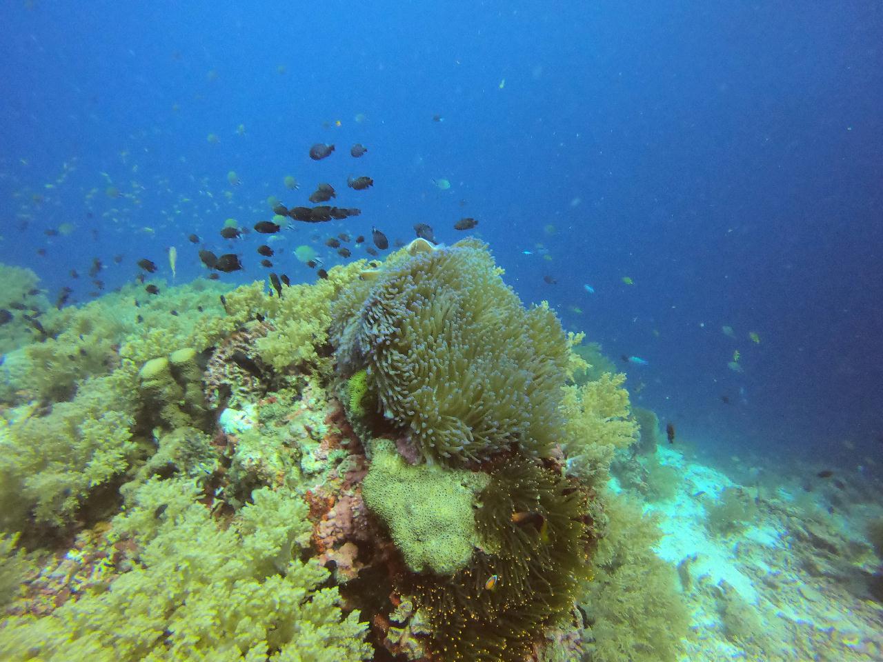 발리카샥, 산호,거북