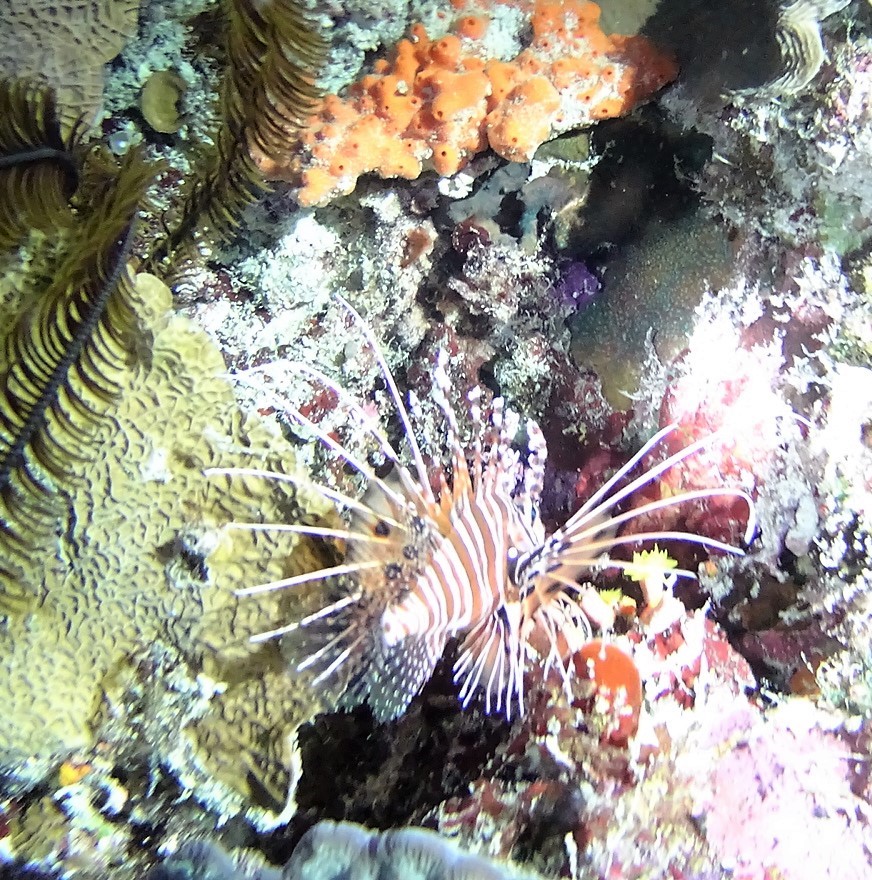 쏠이 들어간 고기들