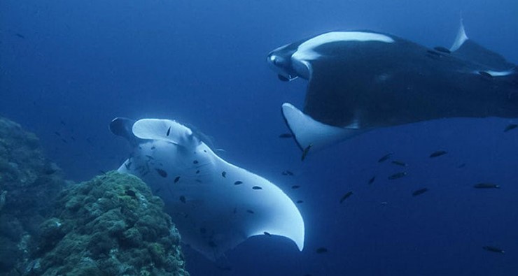 [2019.04.19(금)~04.23(화)] 태국 푸켓 사우스안다만 리브어보드 투어 갑니다.