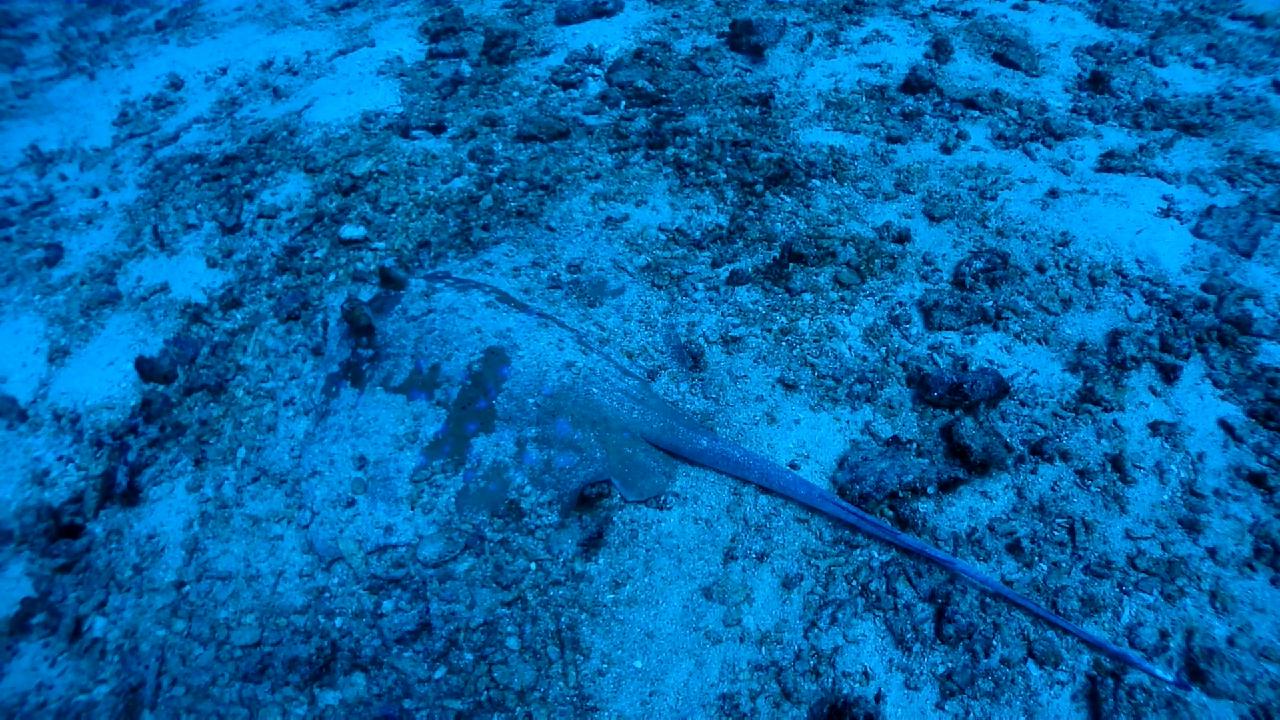 Similan Liveaboard #3.Three trees