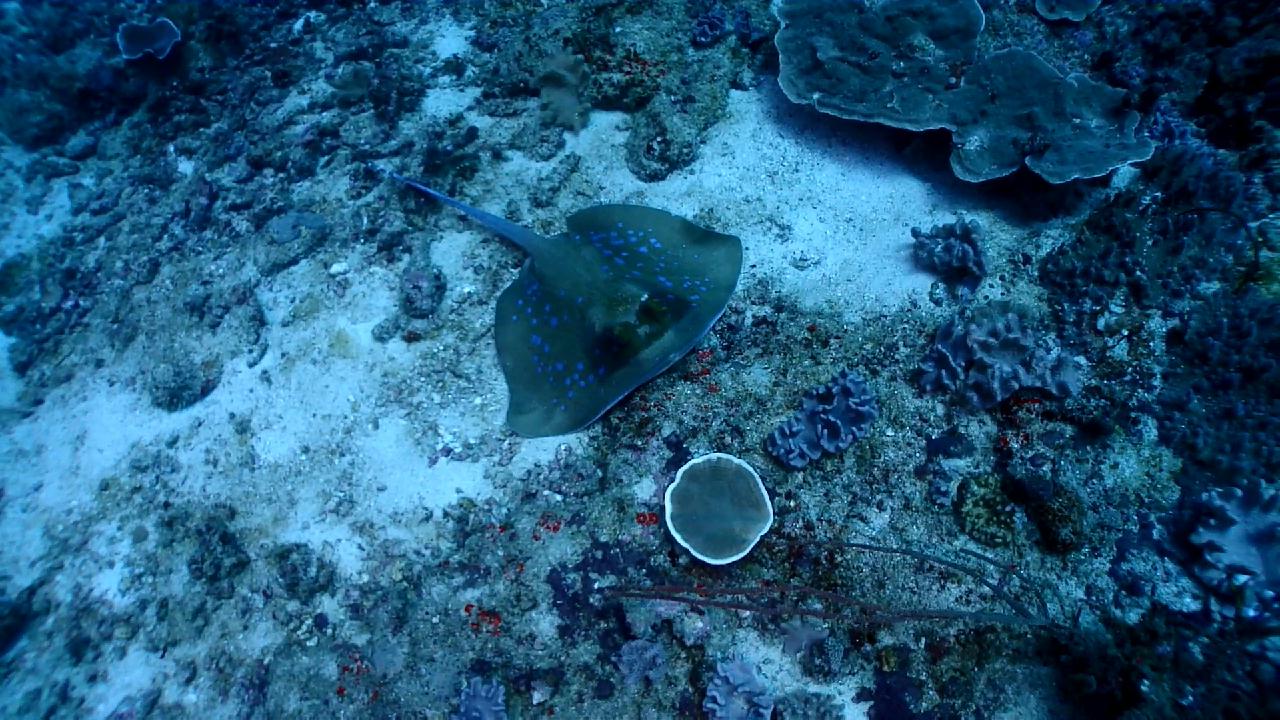 Similan Liveaboard #2.Christmas point