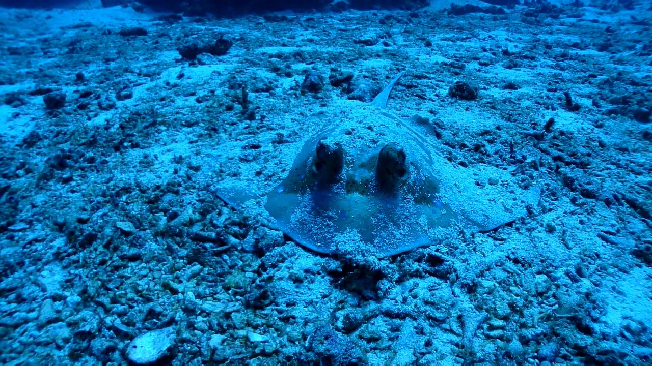 Similan Liveaboard #3.Three trees
