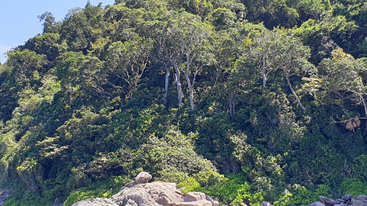 Similan Liveaboard #3.Three trees