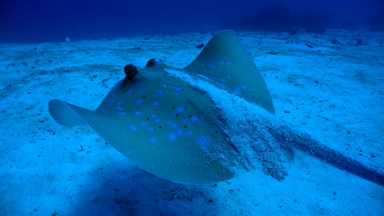 Similan Liveaboard #3.Three trees
