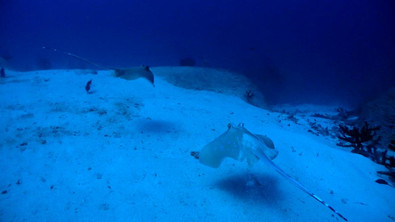Similan Liveaboard #3.Three trees