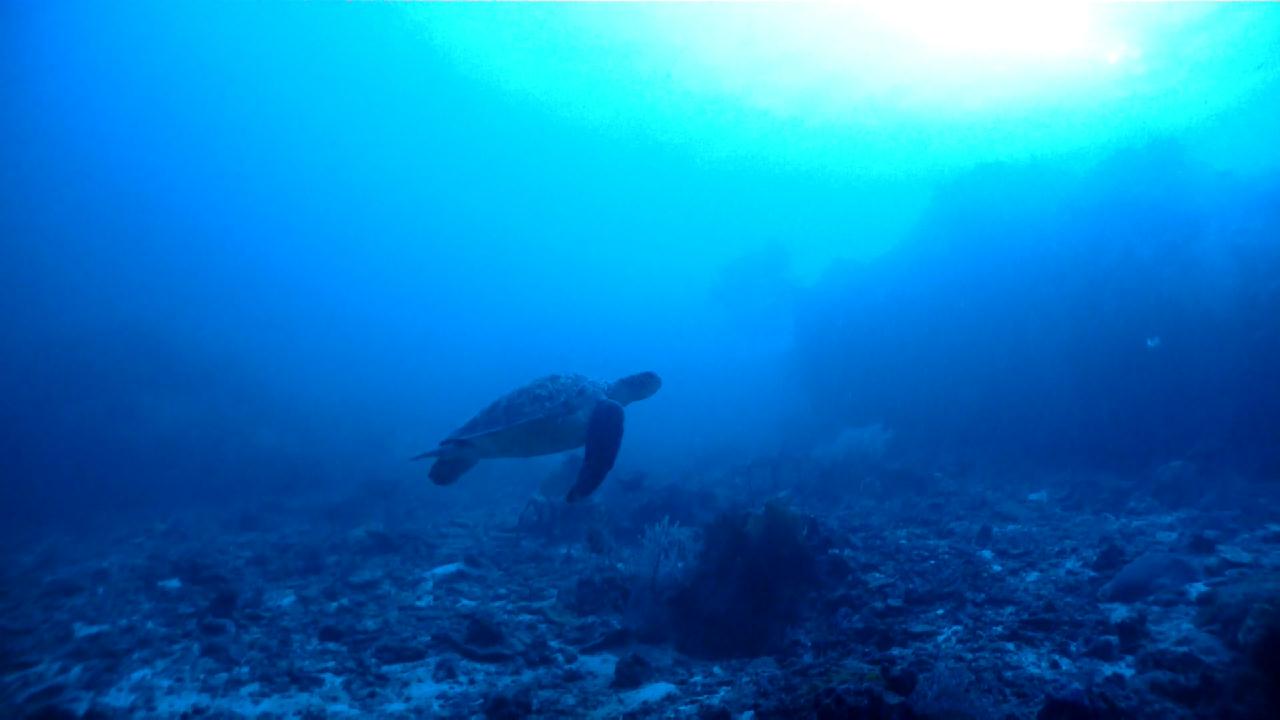 Similan Liveaboard #1. West of Eden