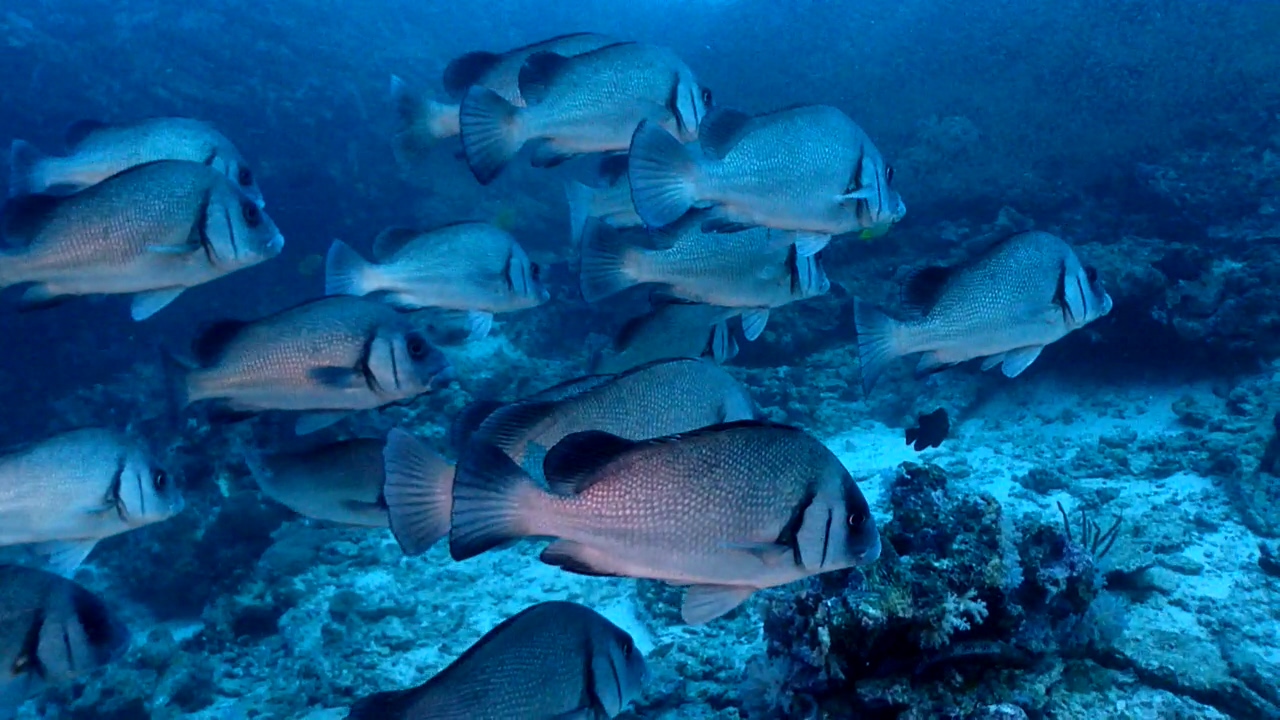 Similan Liveaboard #13. Koh Bon North