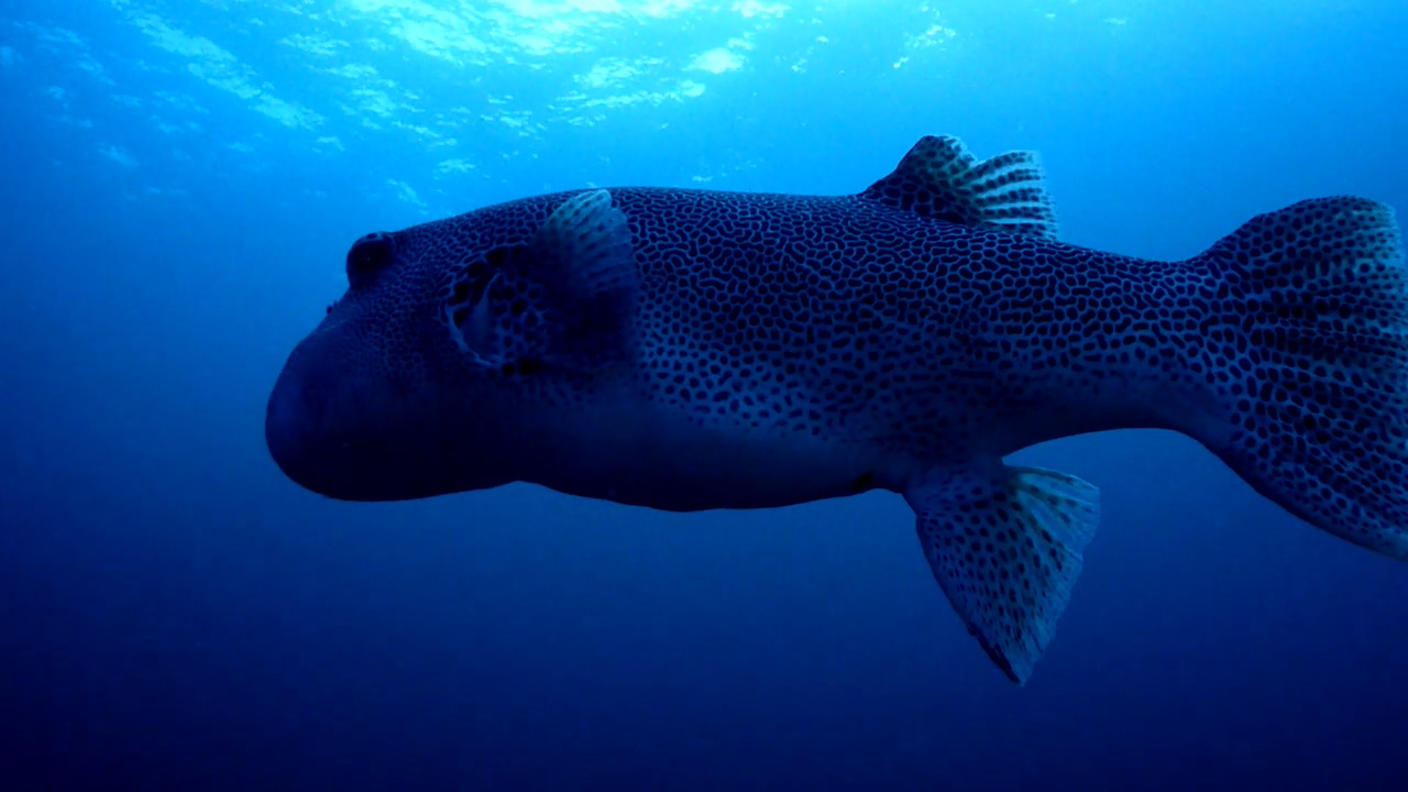 Similan Liveaboard #13. Koh Bon North