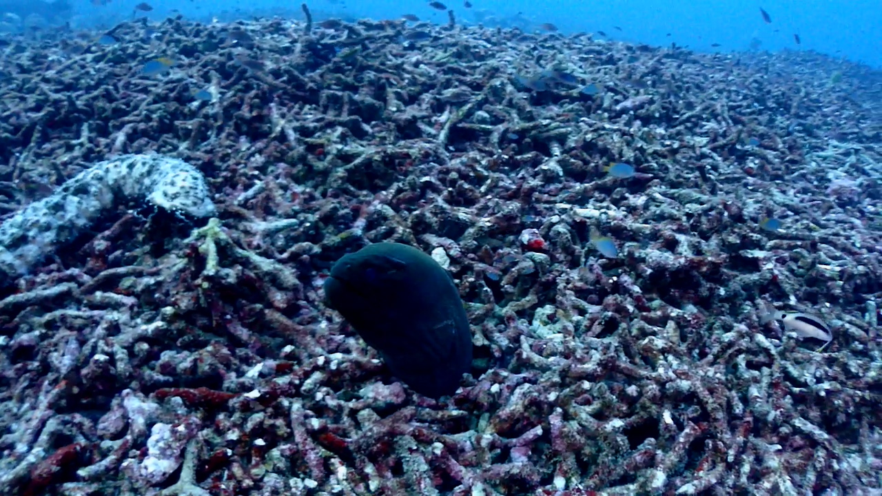 Similan Liveaboard #13. Koh Bon North