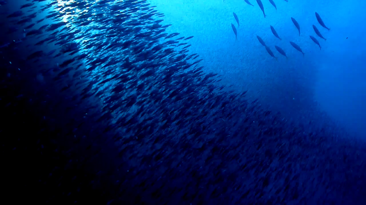 Similan Liveaboard #12.Richelieu Rock-3