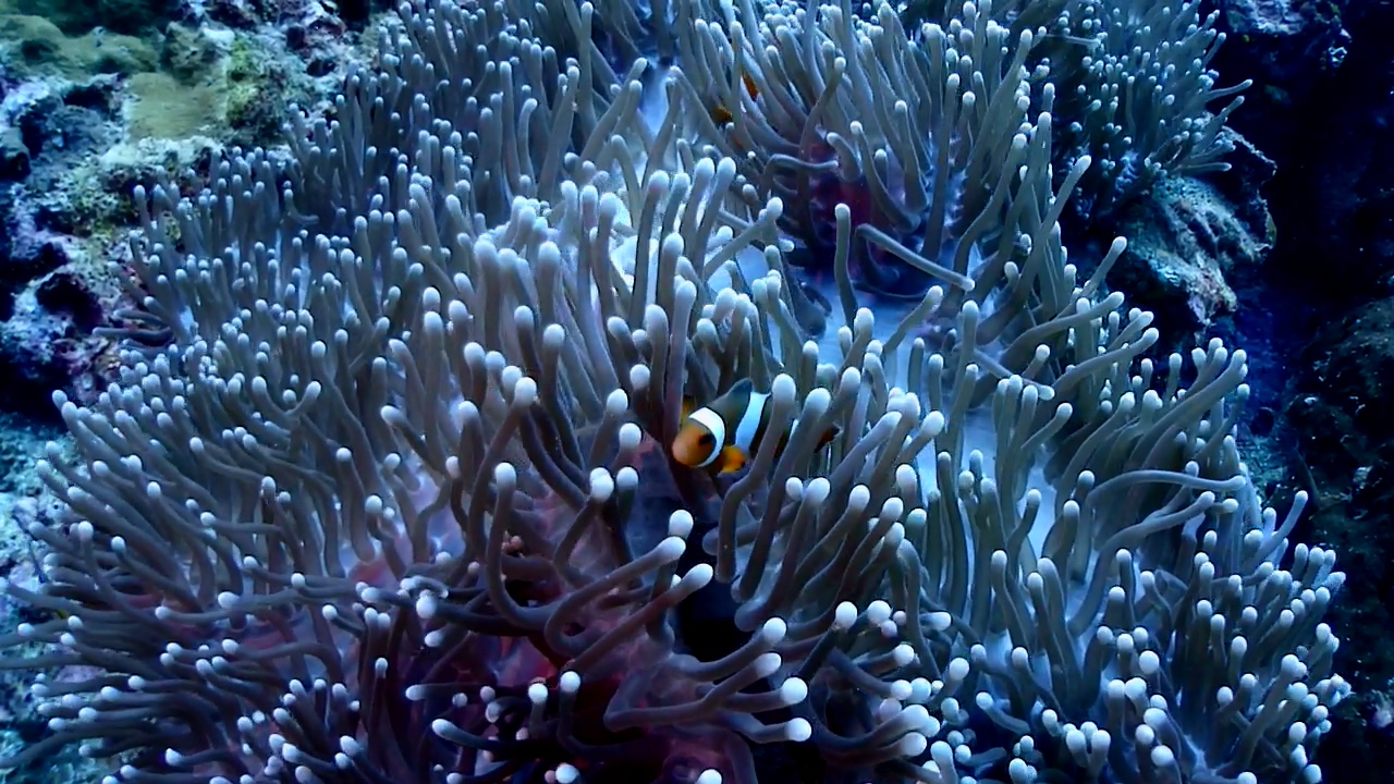 Similan Liveaboard #11.Richelieu Rock-2