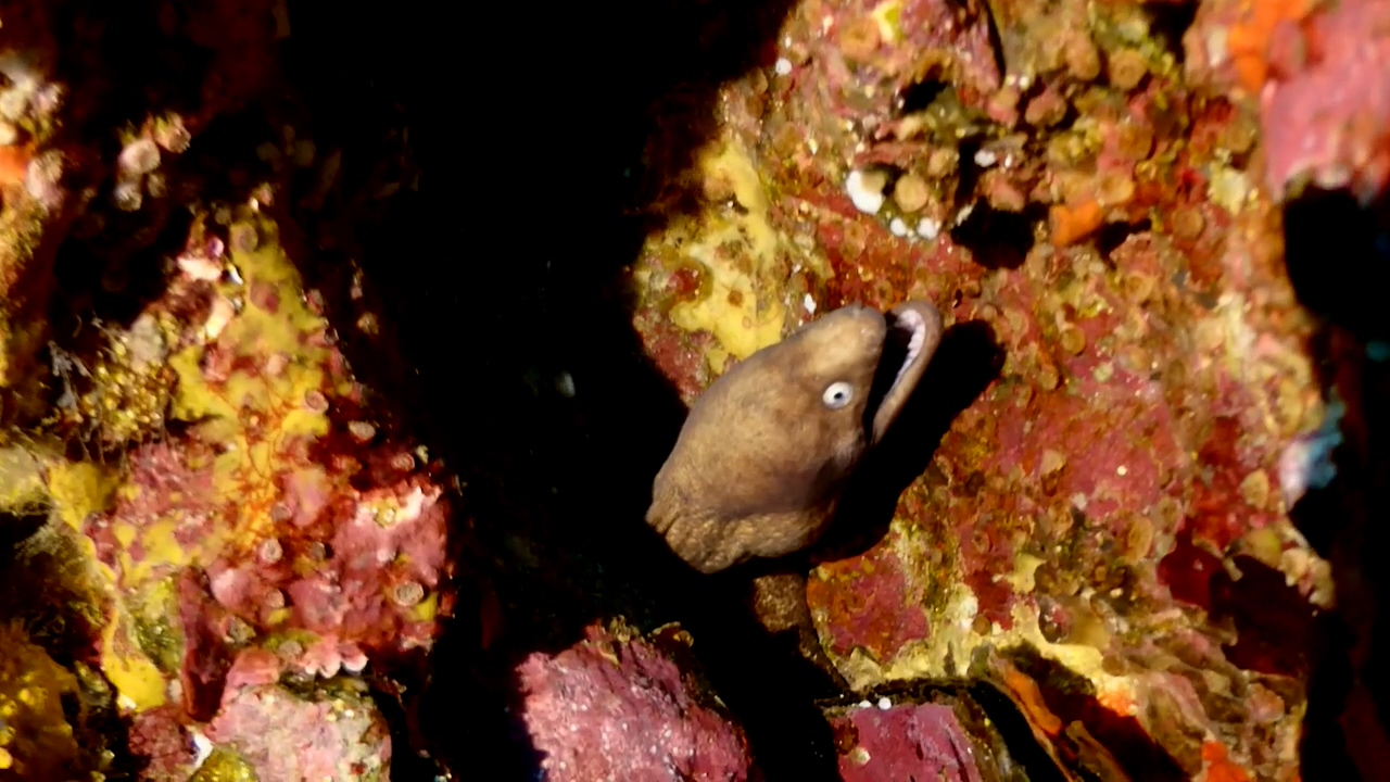 Similan Liveaboard #11.Richelieu Rock-2