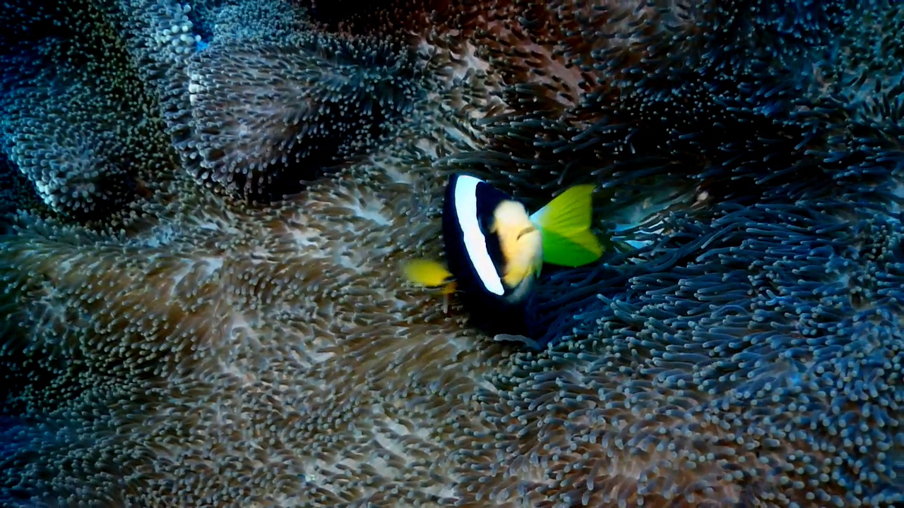 Similan Liveaboard #12.Richelieu Rock-3
