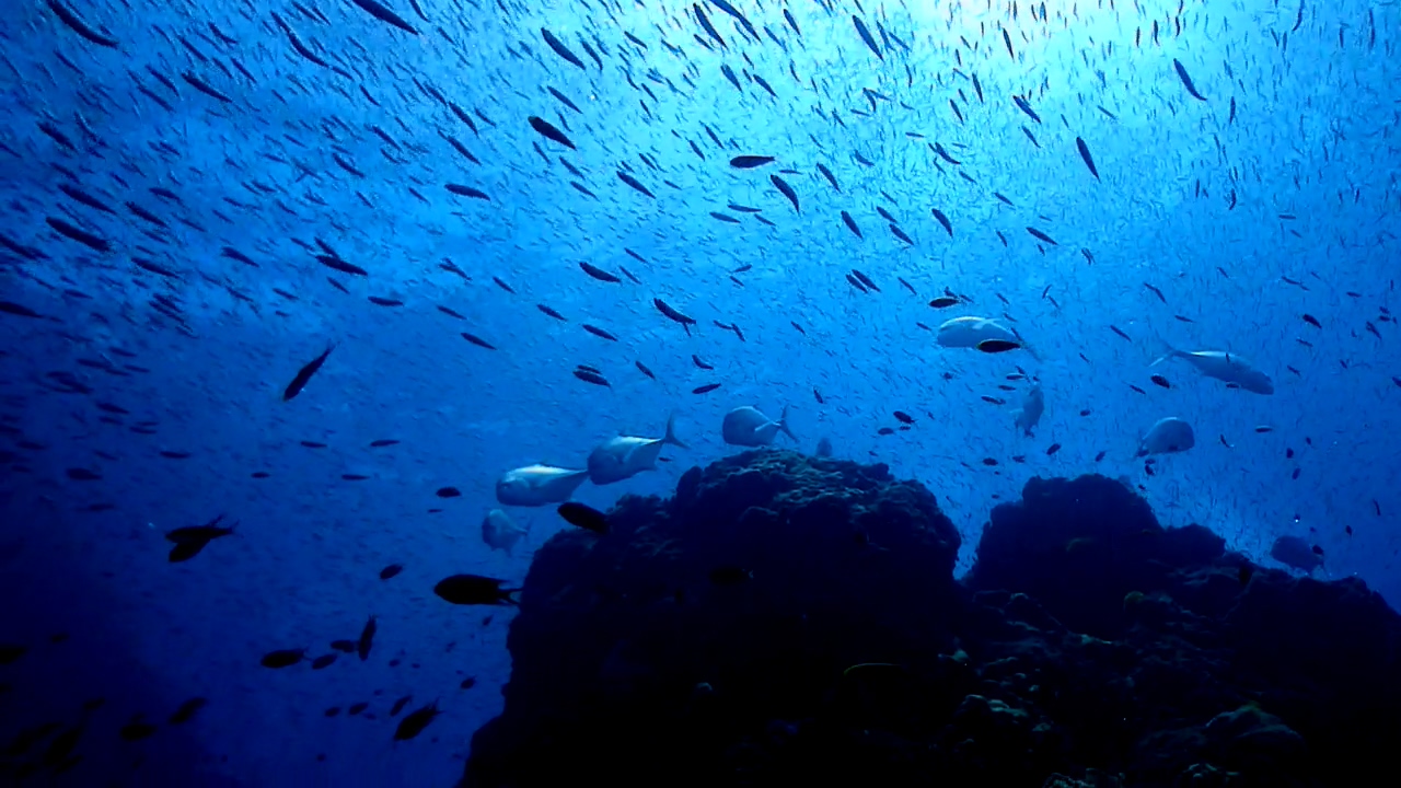 Similan Liveaboard #11.Richelieu Rock-2