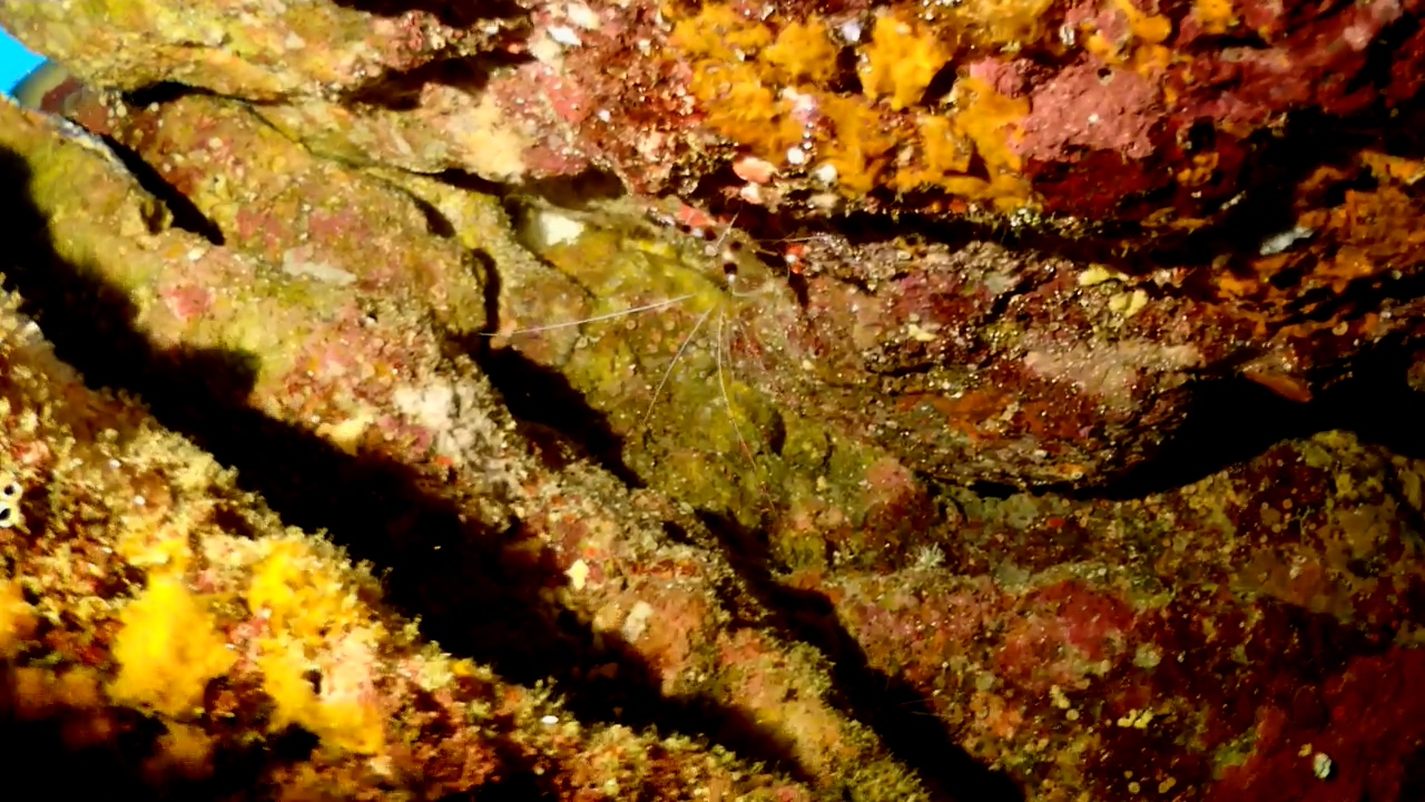 Similan Liveaboard #12.Richelieu Rock-3