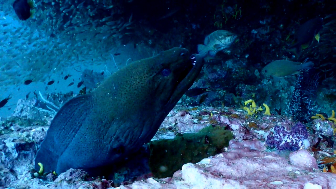 Similan Liveaboard #12.Richelieu Rock-3